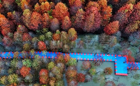 安徽宣城宁国落羽杉湿地公园水上浮桥蜿蜒盘旋在万亩红衫林交相辉映相得益彰